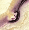 ikon05