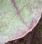 ikon05